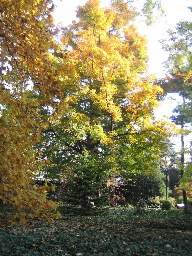 IMG_6550.jpg