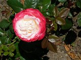 DSCN4280