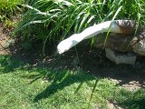 DSCN4287